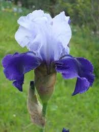 Iris alba florentina