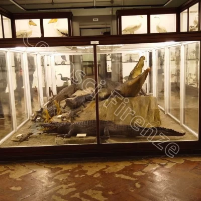 Museo-della-specola-firenze-zoologia
