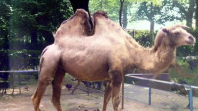 Canapone